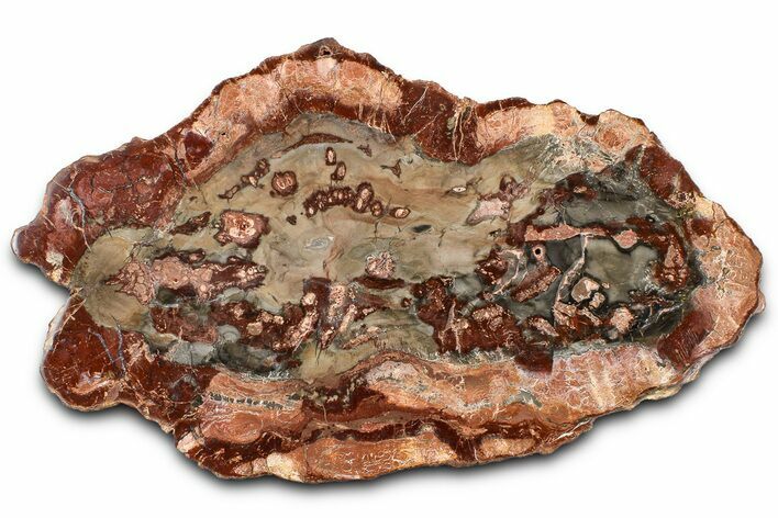 Beautiful Petrified Wood (Araucaria) Slab - Madagascar #361506